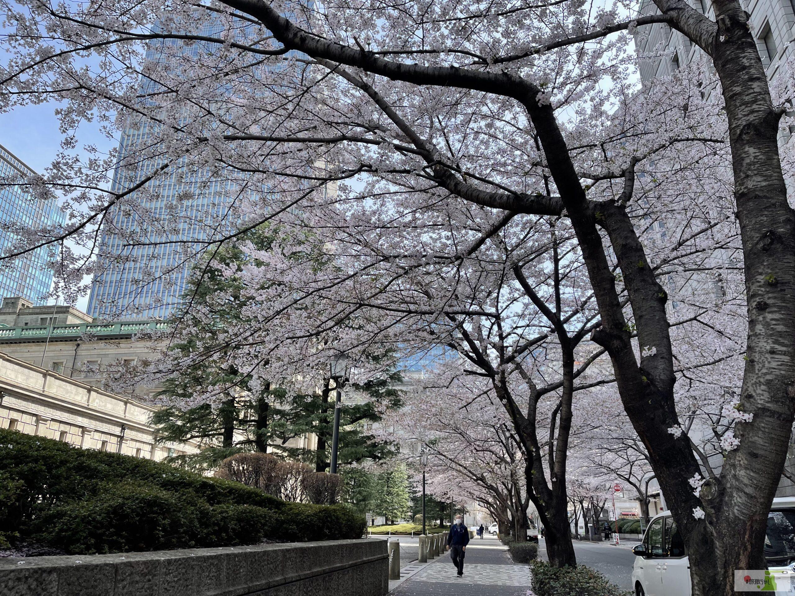 日本橋の桜 けだまさんとお花見デートレポート 日本橋 本三